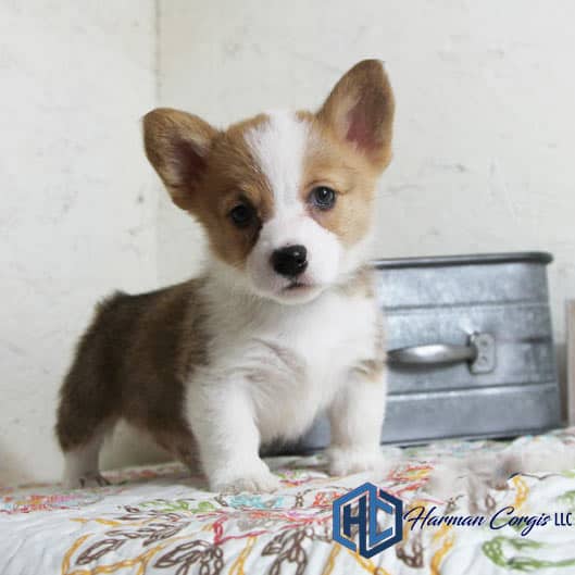 are corgi puppies hard to train