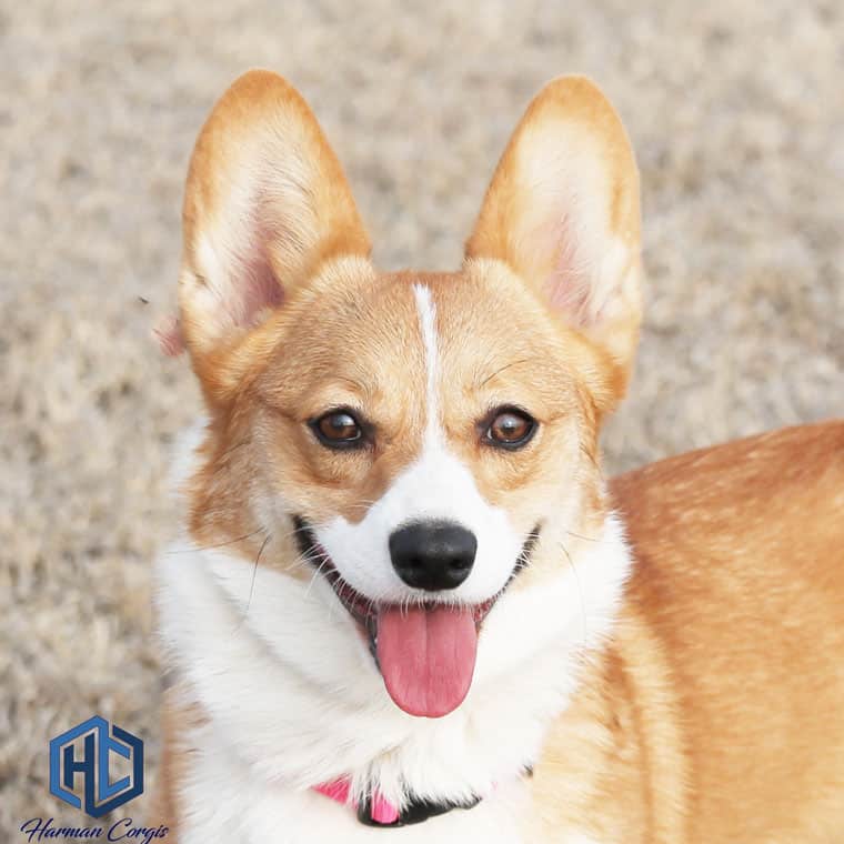 Getting to know the Pembroke Welsh Corgi - Corgis I Texas Corgi Breeder I  Harman Corgis