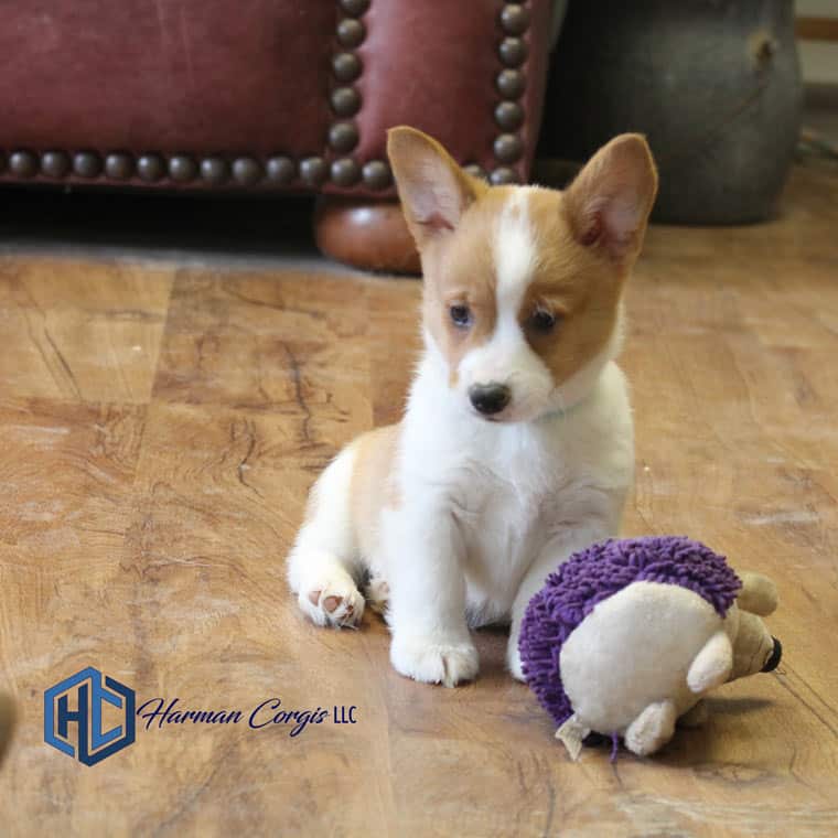 Red and white Corgi puppy