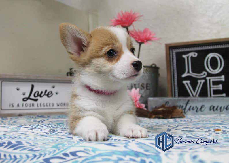 Red and white corgi puppy