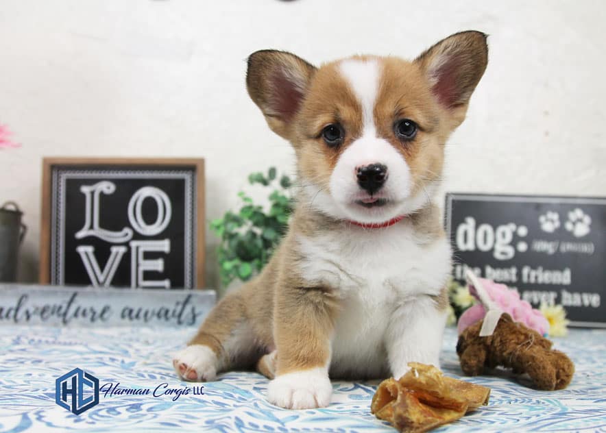 Getting to know the Pembroke Welsh Corgi - Corgis I Texas Corgi Breeder I  Harman Corgis