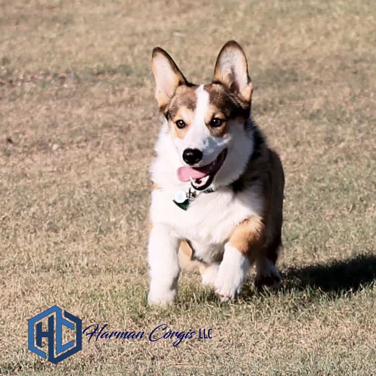 Pembroke Welsh Corgi