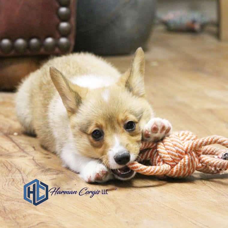 Sable puppy playing with a toy