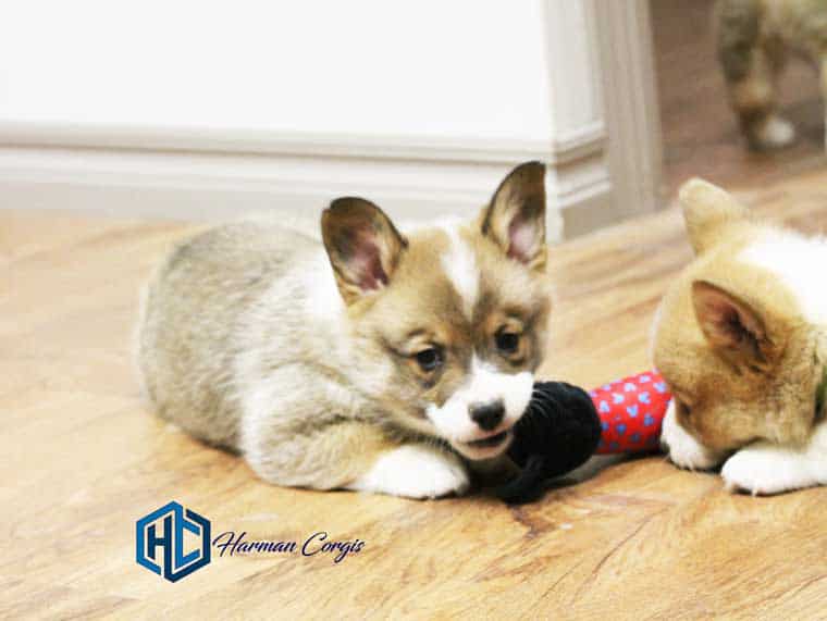 Sable colored Corgi puppy