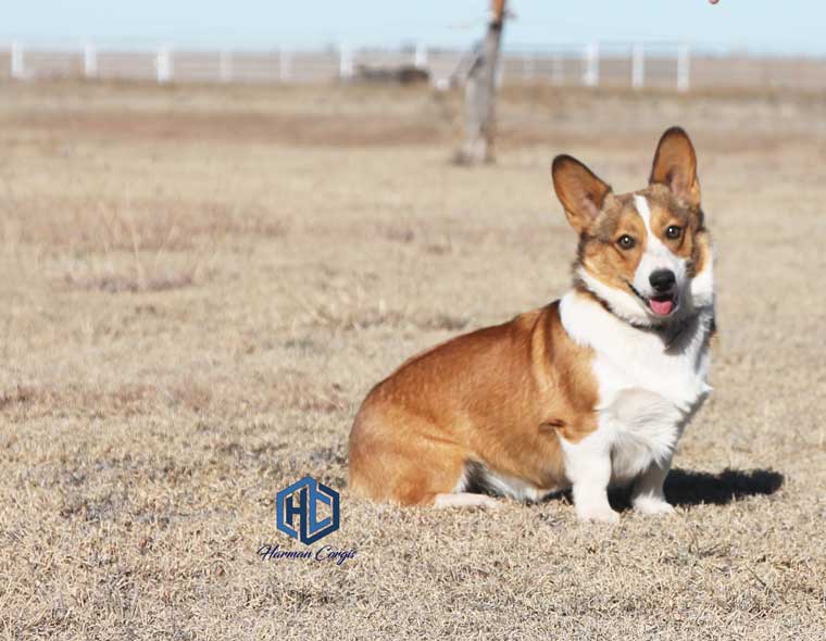 Sable Pembroke Welsh Corgi