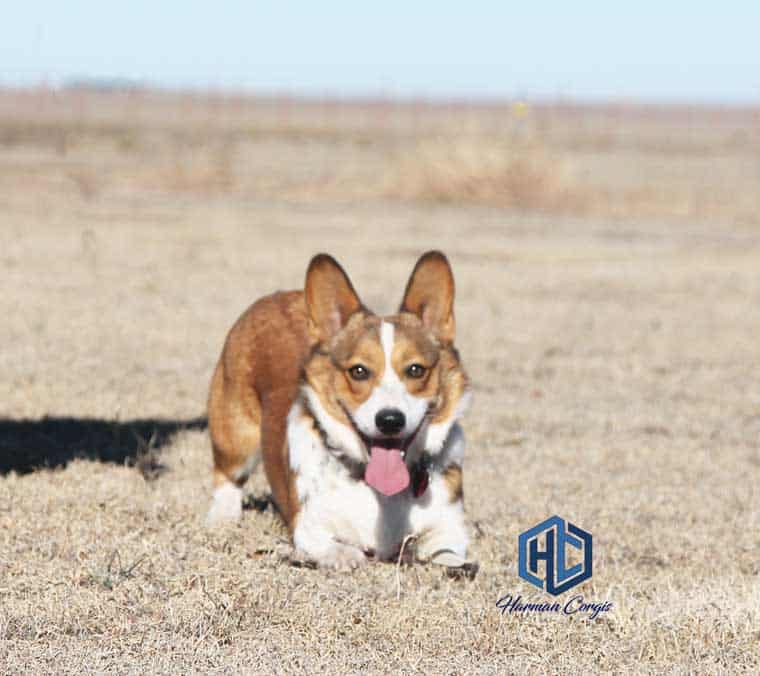 Red and white Corgi crouched down