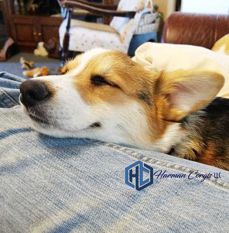 when should a corgis ears stand up