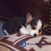 Baby Tri Color Corgi puppy