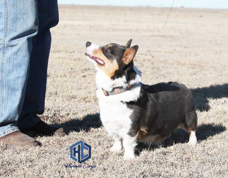 Bluie Corgi looking at master