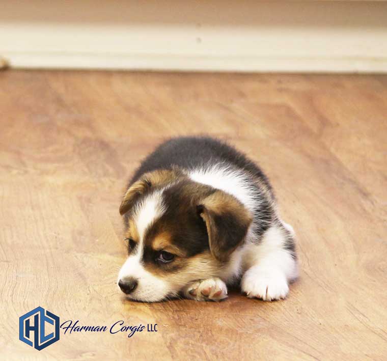 Getting to know the Pembroke Welsh Corgi - Corgis I Texas Corgi Breeder I  Harman Corgis