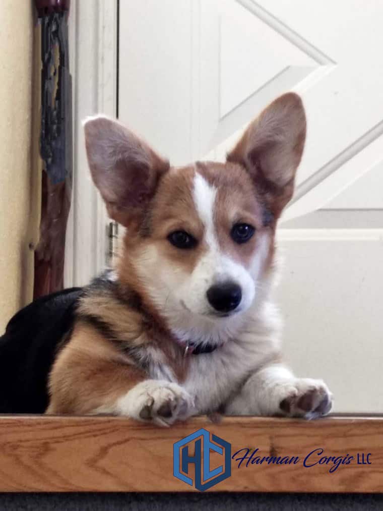 red headed tri Pembroke Welsh Corgi