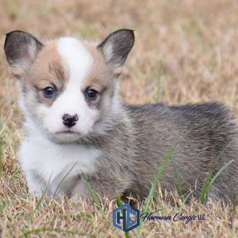 Coat colors and color changes in Corgis - Corgis I Texas Corgi Breeder ...