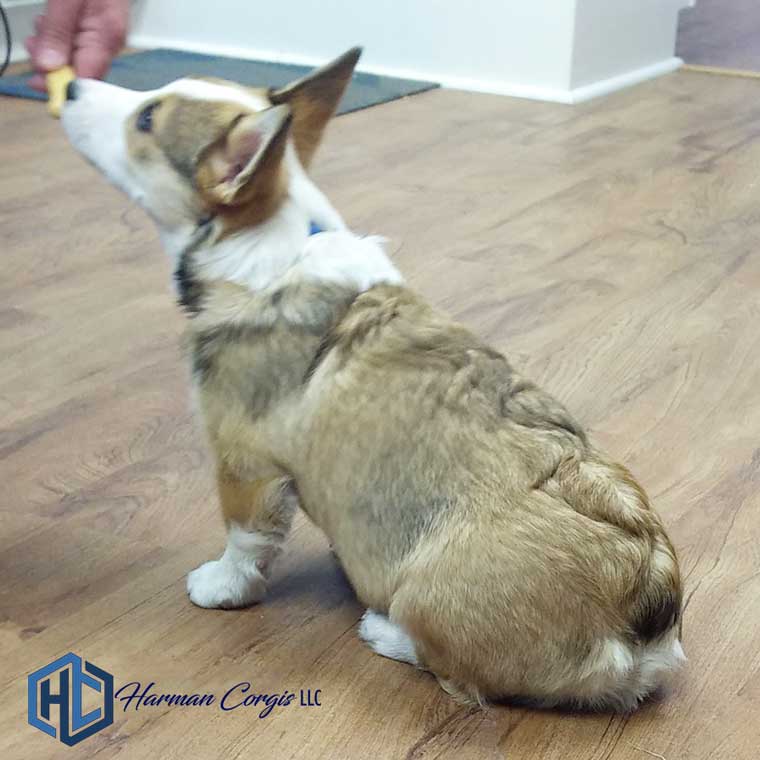 Sable Corgi