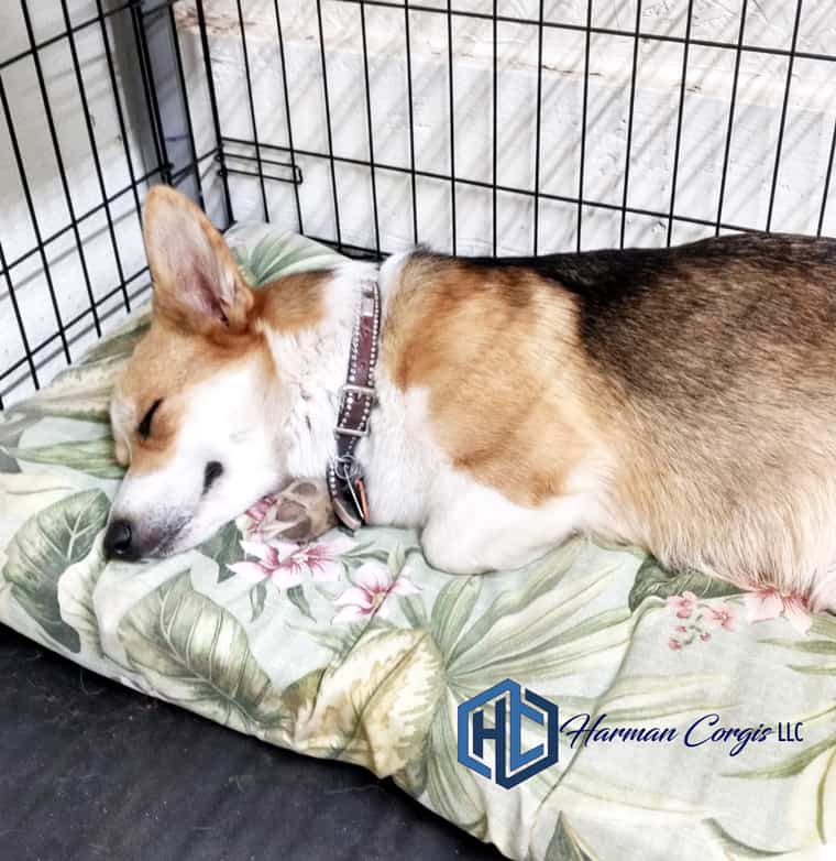 Red headed Tri Corgi sleeping on a bed