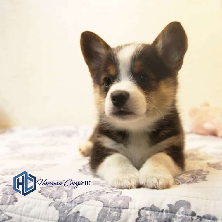 Tri color Corgi puppy