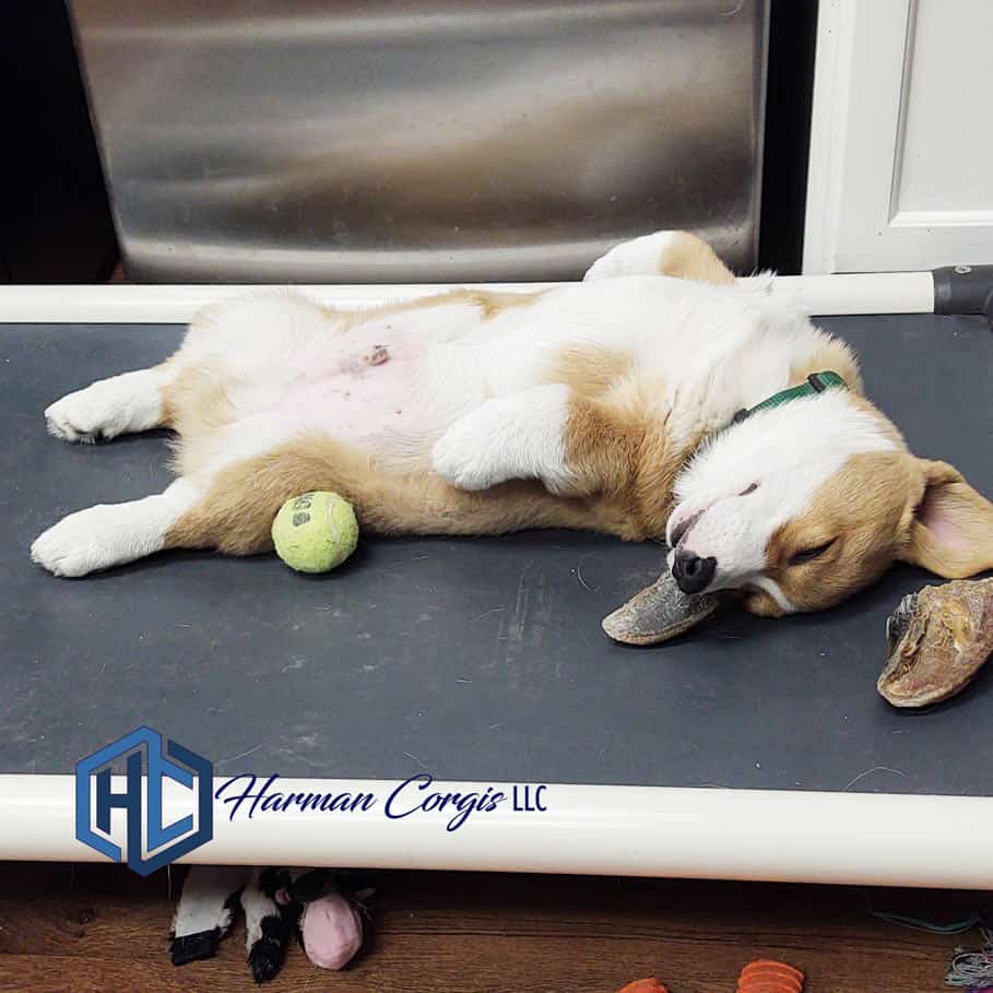 Corgi puppy sleeping on his back