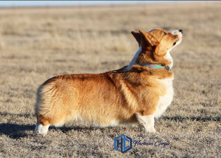 Red Corgi female