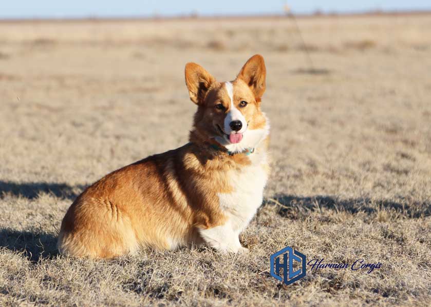 Red Corgi female