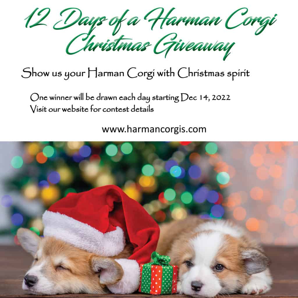 12 days of a Harman corgis Christmas giveaway