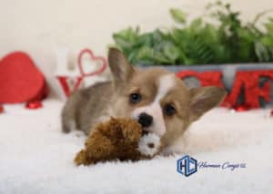 Corgi puppy with a toy