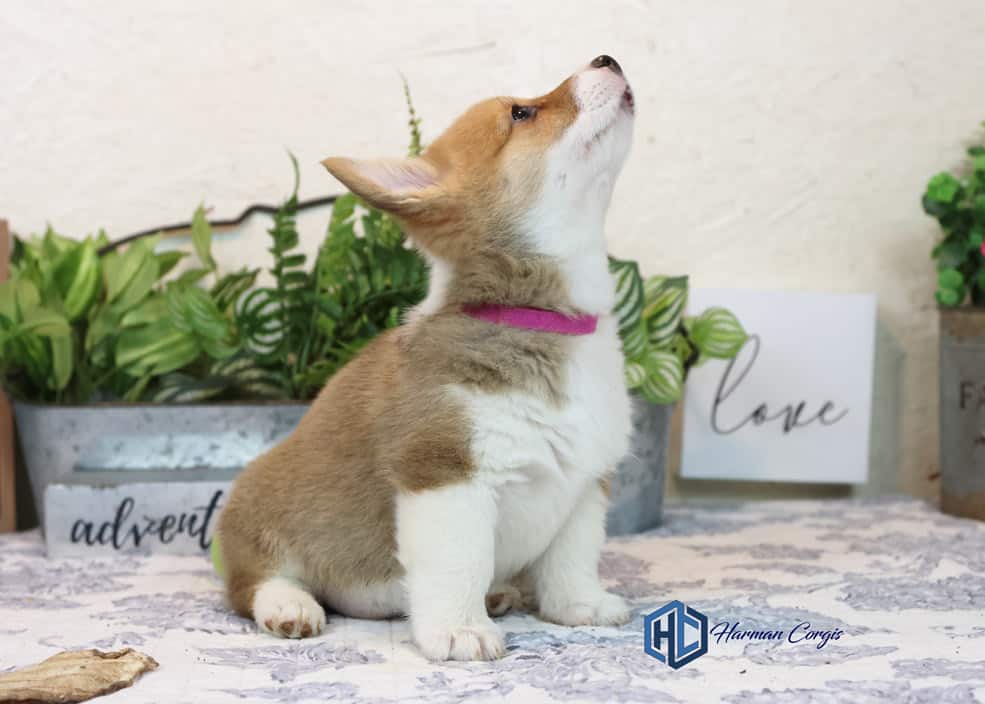 Pembroke Welsh Corgi puppy