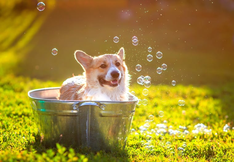 Corgi with bubbles in a bath