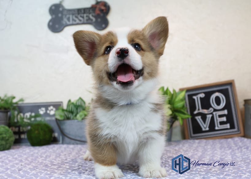 Cute Corgi puppy smiling