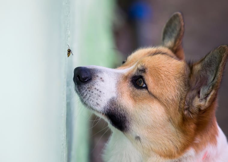 Corgi looking at a bee