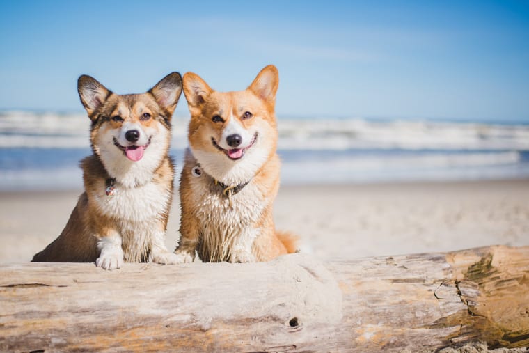 two Corgis