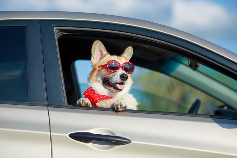 Corgi riding in a car with sunglasses on