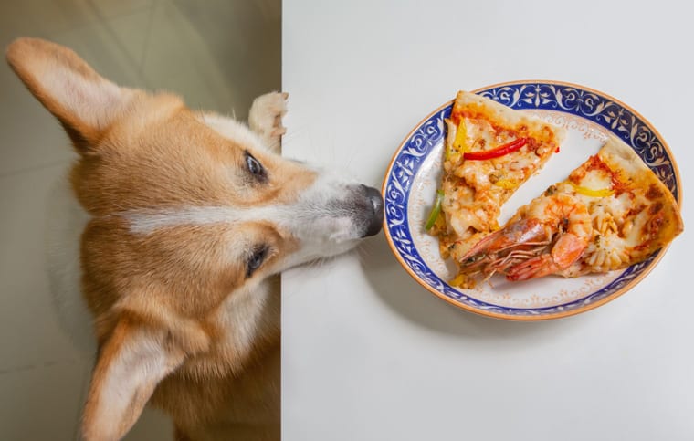 Corgi looking at a slice of pizza