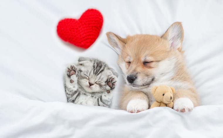 Corgi puppy and kitten