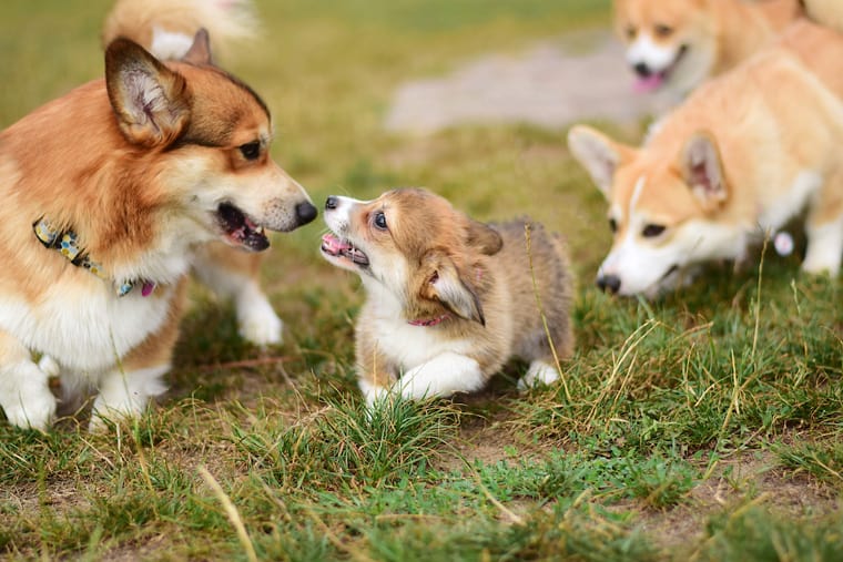 Corgi puppy with bigger dogs