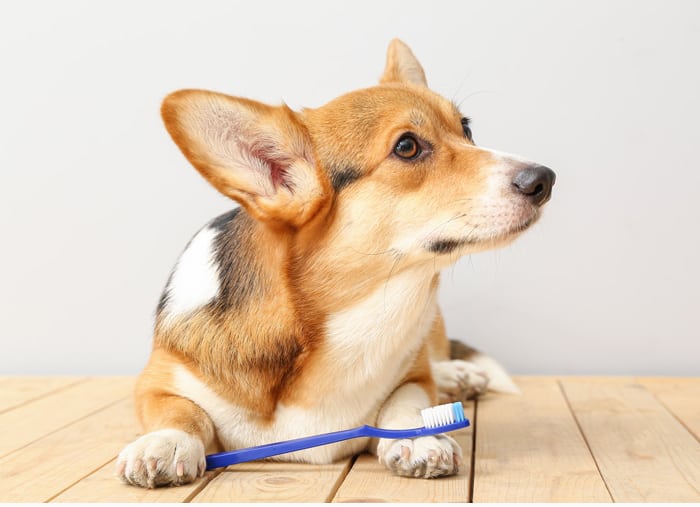 Corgi and a tooth brush