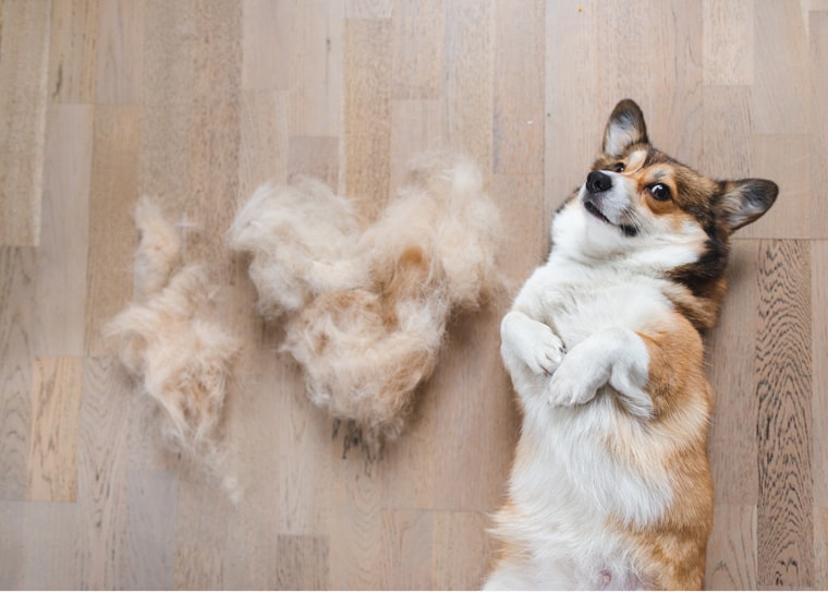 Corgi and hair after brushing