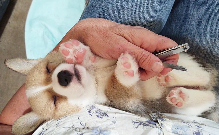 Corgi puppy getting nails trimmed