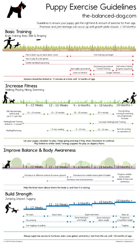 Puppy exercise guidelines