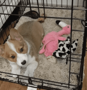 Corgi puppy in a crate