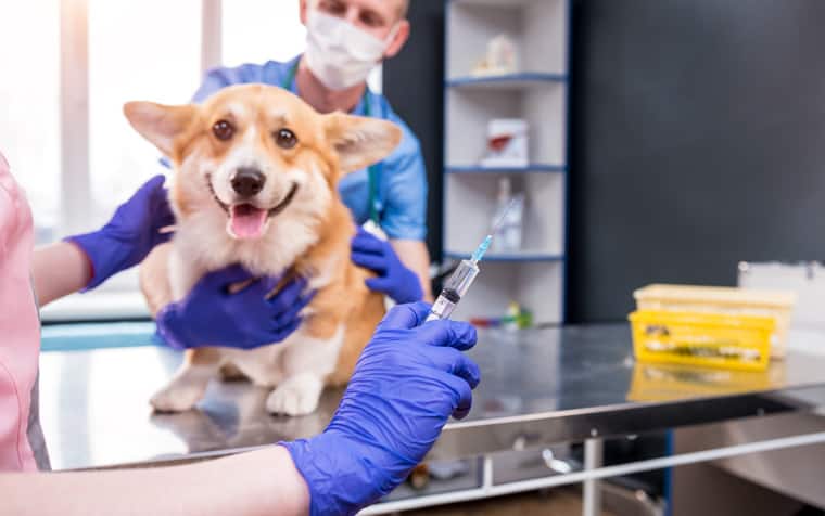 Corgi with veterinarian