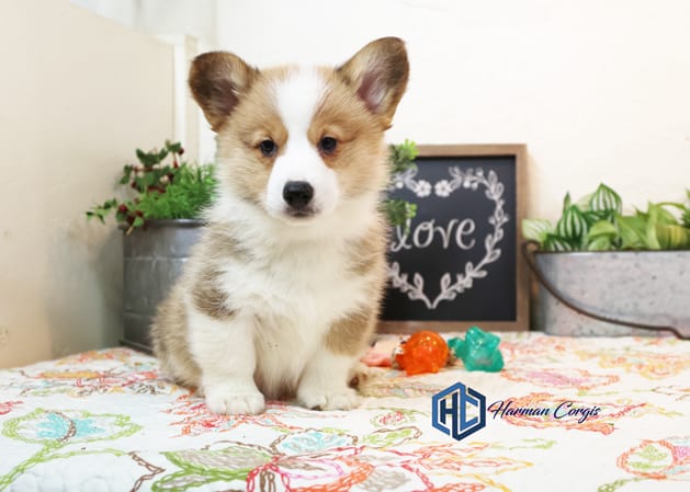 Red and white Corgi puppy