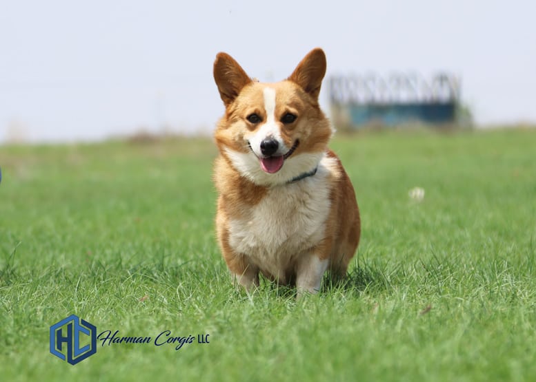 Red and white Corgi female