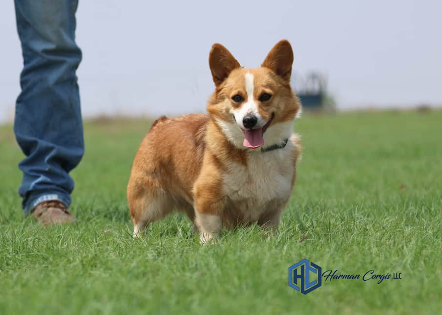 Red and white Corgi female
