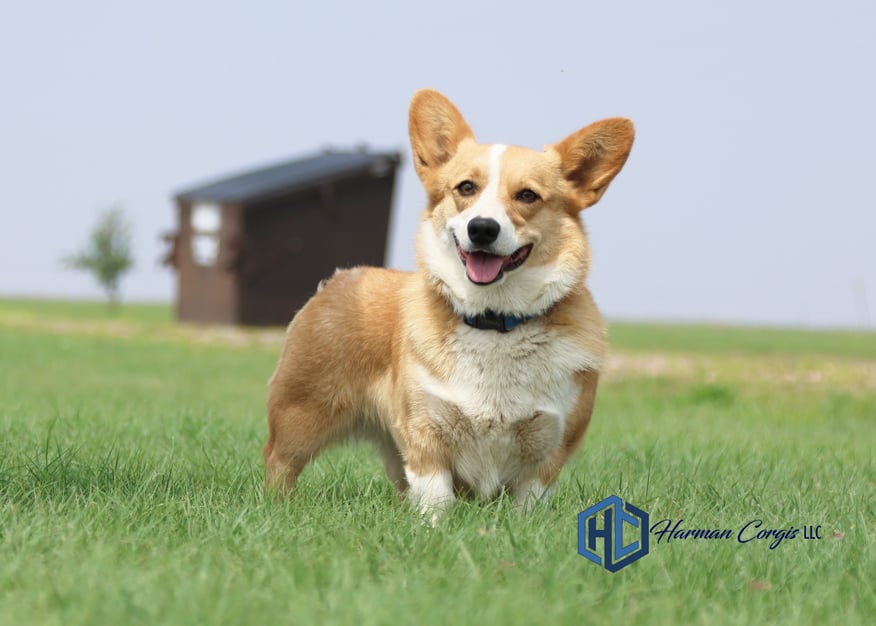 Red and white Corgi