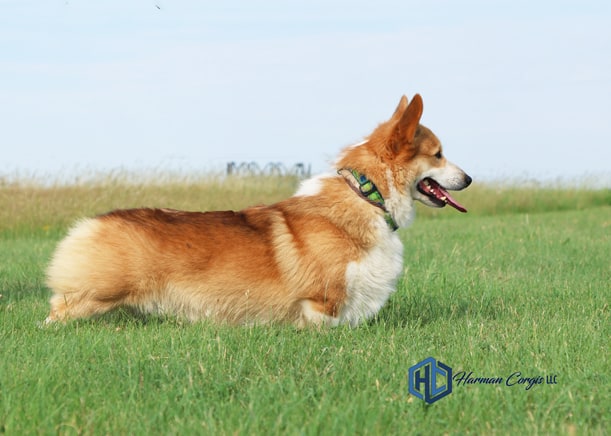 Pembroke Welsh Corgi male