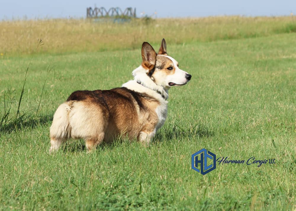 Sable Pembroke Welch Corgi male in green grass