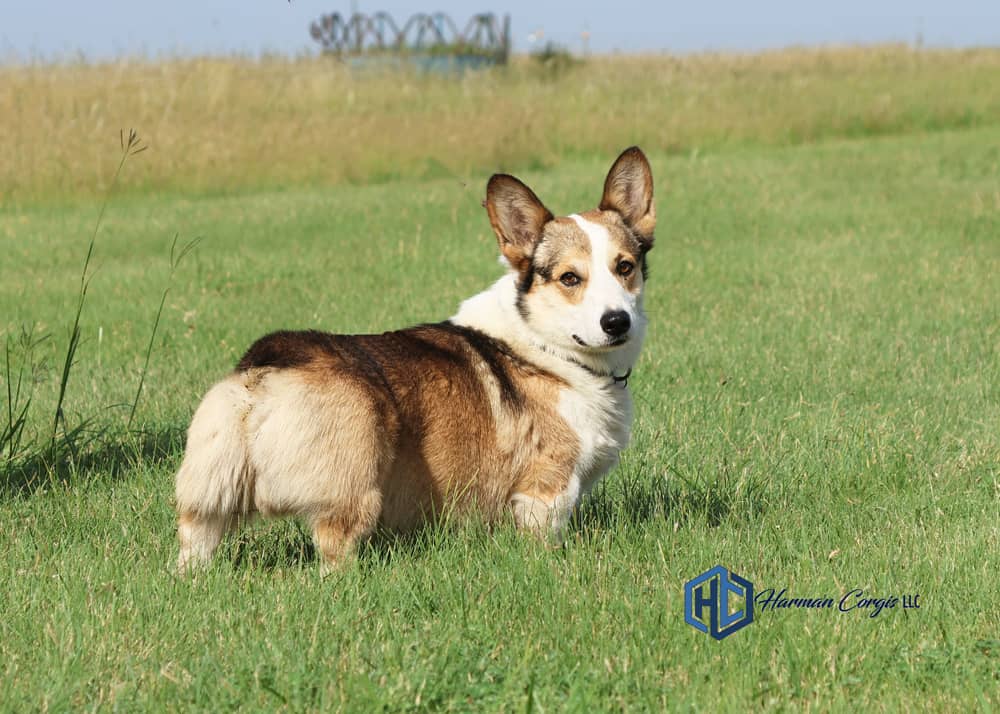 Sable Pembroke Welsh Corgi male