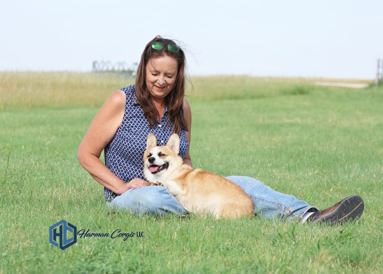 Corgi with owner