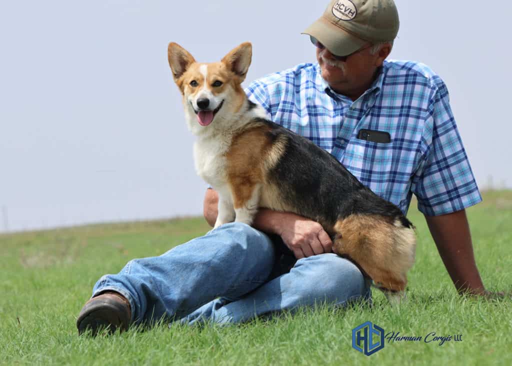 Red headed Tri colored Corgi female