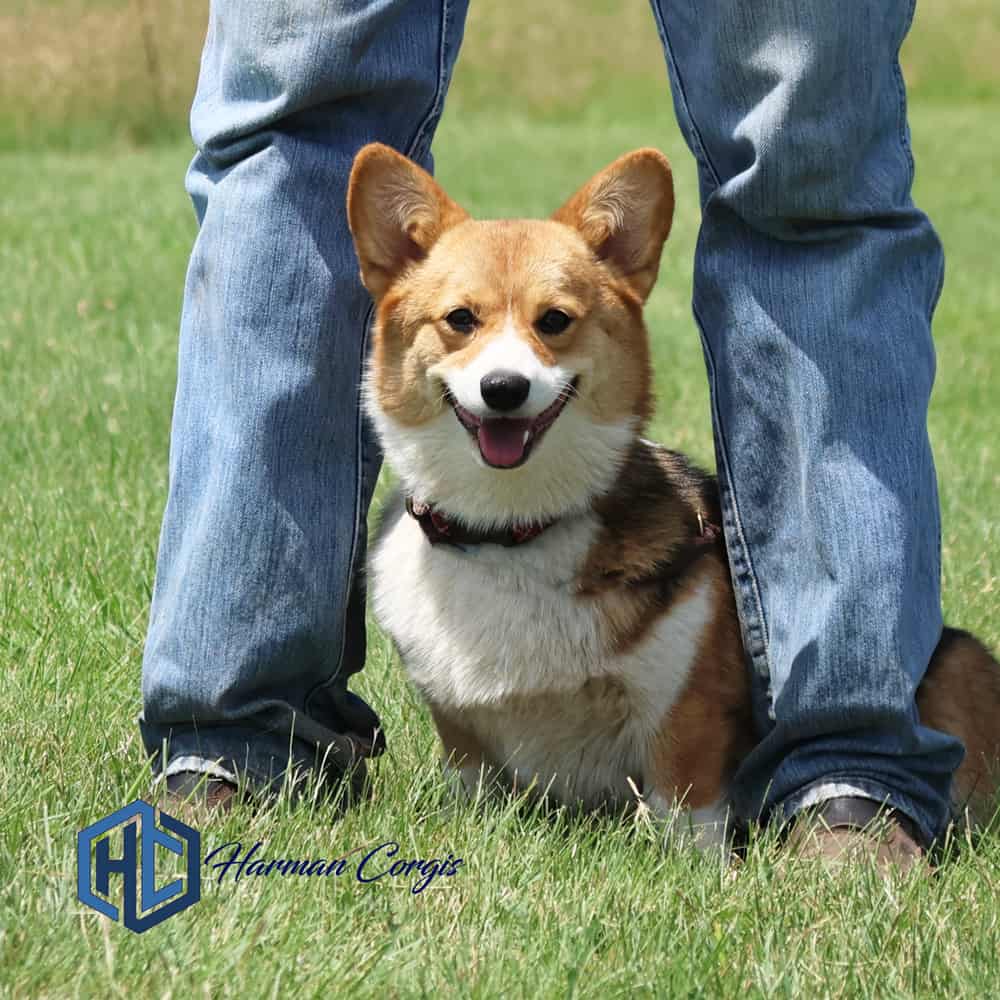 Red headed tri color Corgi