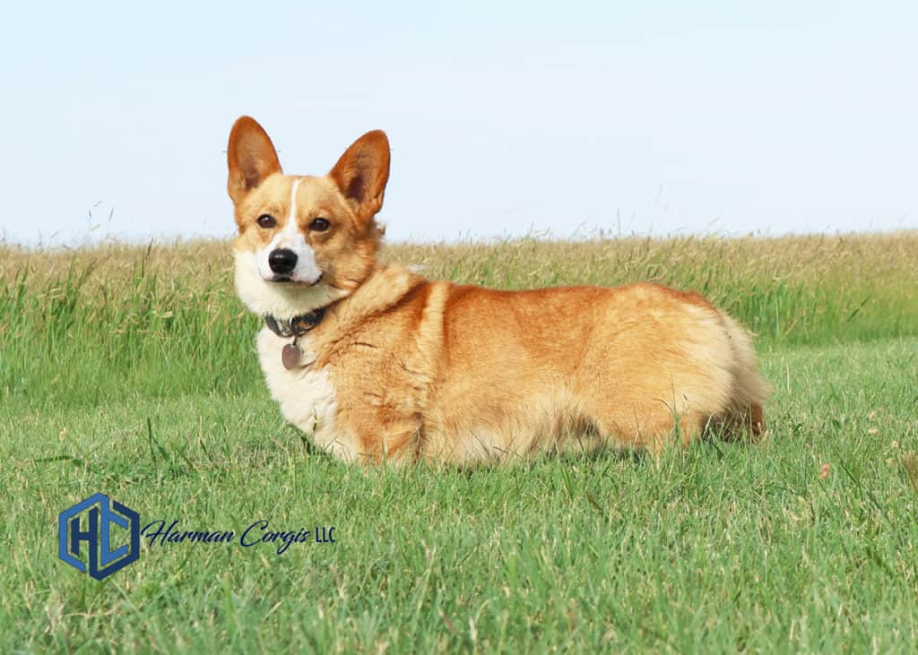 Red and white Corgi male